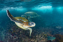 Two Green turtles (Chelonia mydas) swimming over coral reef.  Galapagos Islands, Ecuador. Pacific Ocean.