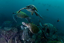 Group of Green turtles (Chelonia mydas) visiting cleaning station.  Galapagos Islands, Ecuador. Pacific Ocean.