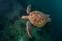 Green turtle (Chelonia mydas) grazing in lush seaweed pastures.  Galapagos Islands, Ecuador. Pacific Ocean.