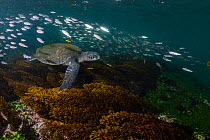 Green turtle (Chelonia mydas) grazing in lush seaweed pastures, with Black-striped salema (Xenocys jessiae) swimming in background.  Galapagos Islands, Ecuador.  Pacific Ocean.