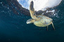 Female Green turtle (Chelonia mydas) surfacing to breathe.  Galapagos Islands, Ecuador. Pacific Ocean.