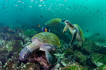 Three Green turtles (Chelonia mydas) visiting cleaning station with King angelfish (Holacanthus passer).  Galapagos Islands, Ecuador. Pacific Ocean.