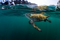 Male Green turtle (Chelonia mydas) surfacing to breathe.   Galapagos Islands, Ecuador. Pacific Ocean.