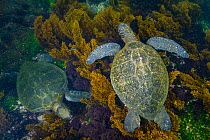 Two Green turtles (Chelonia mydas) grazing in lush seaweed pastures.  Galapagos Islands, Ecuador. Pacific Ocean.