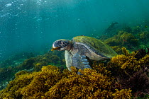 Green turtle (Chelonia mydas) grazing in lush seaweed pastures.   Galapagos Islands, Ecuador. Pacific Ocean.