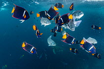 School of King angelfish (Holacanthus passer) and Dusky chub (Girella freminvillei) gathering together, with Green turtle (Chelonia mydas) in background.  Galapagos Islands, Ecuador. Pacific Ocean.