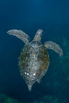 Male Green turtle (Chelonia mydas) showing off characteristic long tail offshore.  Galapagos Islands, Ecuador. Pacific Ocean.