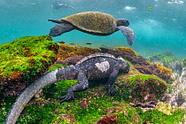 Green turtle (Chelonia mydas) and Marine iguana (Amblyrhynchus cristatus) feeding on seaweed pastures.  Fernandina Island, Galapagos Islands, Ecuador. Pacific Ocean.
