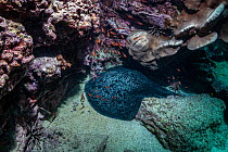 Marbled stingray (Taeniura meyeni) on sea floor.  Galapagos Islands, Ecuador. Pacific Ocean.