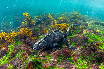 Marine iguana (Amblyrhynchus cristatus) diving to feed on seaweed pastures.  Fernandina Island, Galapagos Islands, Ecuador. Pacific Ocean.