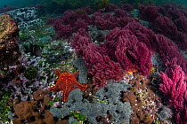 Panamic cushion seastar (Pentaceraster cumingi) next to red seaweed.  Galapagos Islands, Ecuador. Pacific Ocean.