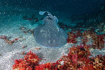Peruvian torpedo ray (Torpedo peruana), cold water species found in Cromwell Current upwelling areas, on sea floor.  Fernandina Island, Galapagos Islands, Ecuador. Pacific Ocean.