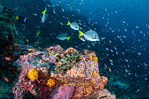 Razor surgeonfish (Prionurus laticlavius), Flag cabrilla (Epinephelus labriformis) and schooling Pacific creolefish (Paranthias colonus)  Galapagos Islands, Ecuador. Pacific Ocean.