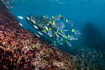 Razor surgeonfish (Prionurus laticlavius), Blacktip cardinalfish (Apogon atradorsatus) and Black-striped salema (Xenocys jessiae) swimming over coral reef.   Galapagos Islands, Ecuador. Pacific Ocean...