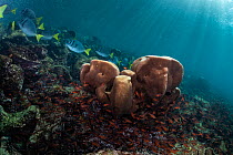 Razor surgeonfish (Prionurus laticlavius) and schooling Blacktip cardinalfish (Apogon atradorsatus) swimming over coral reef with Lobe coral (Porites lobata).  Galapagos Islands, Ecuador. Pacific Oce...