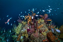 Cold sea fan (Muricea) community with Galapagos black coral (Antipathes galapagensis), Pacific creolefish (Paranthias colonus) & Damselfish (Pomacentridae) at heart of Cromwell Current upwelling.   I...