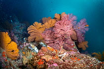 Cold sea fan (Muricea) community with Chocolate chip seastar (Nidorellia armata) and Galapagos black coral (Antipathes galapagensis) at heart of Cromwell Current upwelling.  Isabela Island, Galapagos...