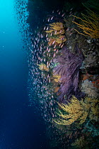 Cold sea fan (Muricea) community with Galapagos black coral (Antipathes galapagensis) and schooling Blacktip cardinalfish (Apogon atradorsatus) at heart of Cromwell Current upwelling.   Isabela Islan...