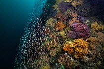 Cold sea fan (Muricea) community with Galapagos black coral (Antipathes galapagensis) and schooling Blacktip cardinalfish (Apogon atradorsatus) at heart of Cromwell Current upwelling.  Isabela Island...