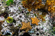 Two Chocolate chip seastars (Nidorellia armata) with Green sea urchin (Lytechinus variegatus) on sea floor, Galapagos Islands, Ecuador. Pacific Ocean.
