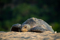 Female Green turtle (Chelonia mydas) on nesting beach.  Colola Beach, Michoacan state, Mexico.