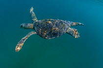 Male Green turtle (Chelonia mydas) showing off characteristic long tail offshore.  Colola Beach, Michoacan state, Mexico. Pacific Ocean.