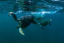 Pair of Green turtles (Chelonia mydas) mating offshore, harassed by other eager males. Colola Beach, Michoacan state, Mexico.  Pacific Ocean.