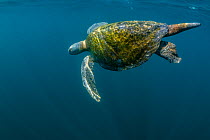 Male Green turtle (Chelonia mydas) showing off characteristic long tail, swimming offshore.  Colola Beach, Michoacan state, Mexico. Pacific Ocean.