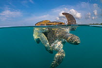 Pair of Green turtles (Chelonia mydas) mating offshore.  Colola Beach, Michoacan state, Mexico. Pacific Ocean.