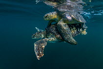 Pair of Green turtle (Chelonia mydas) mating offshore.   Colola Beach, Michoacan state, Mexico. Pacific Ocean.