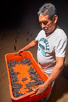 Community member releasing Green turtle (Chelonia mydas) hatchlings from incubation pen as part of 30 year community-based beach patrolling, protection of nests and females and natural hatchery scheme...