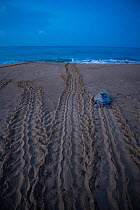 Female Green turtle (Chelonia mydas) returning to sea after nesting.  Colola Beach, Michoacan state, Mexico. Pacific Ocean.