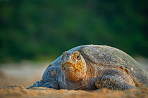 Female Green turtle (Chelonia mydas) on nesting beach.  Colola Beach, Michoacan state, Mexico.