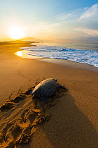 Female Green turtle (Chelonia mydas) returning to sea after nesting.  Colola Beach, Michoacan state, Mexico. Pacific Ocean.