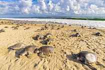 Massive arribada of Olive ridley turtle (Lepidochelys olivacea), with over 300,000 females coming ashore to nest on 3 km of 15 km beach over period of three days and nights.  Playa Escobilla Sanctuar...