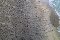 Aerial view of massive arribada of Olive ridley turtle (Lepidochelys olivacea), with over 300,000 females coming ashore to nest on 3 km of 15 km beach over period of three days and nights.  Playa Esc...