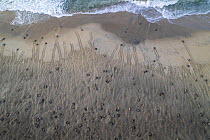 Aerial view of massive arribada of Olive ridley turtle (Lepidochelys olivacea), with over 300,000 females coming ashore to nest on 3 km of 15 km beach over period of three days and nights.  Playa Esc...