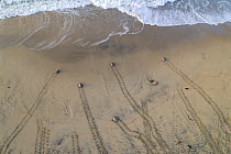 Aerial view of female Olive ridley turtle (Lepidochelys olivacea) departing beach after nesting during massive arribada, with Black vultures (Coragyps atratus) looking out for opportunities to scaveng...