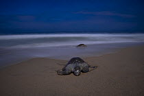 Female Olive ridley turtles (Lepidochelys olivacea) coming ashore to nest in moonlight.  Playa Escobilla Sanctuary, Oaxaca, Mexico. Pacific Ocean.