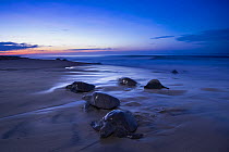 Female Olive ridley turtles (Lepidochelys olivacea) coming ashore to nest at sunset.  Playa Escobilla Sanctuary, Oaxaca, Mexico. Pacific Ocean.