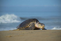 Female Olive ridley turtle (Lepidochelys olivacea) coming ashore to nest.  Playa Escobilla Sanctuary, Oaxaca, Mexico. Pacific Ocean.