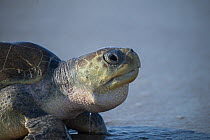 Female Olive ridley turtle (Lepidochelys olivacea) coming ashore to nest.  Playa Escobilla Sanctuary, Oaxaca, Mexico.