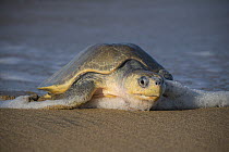 Female Olive ridley turtle (Lepidochelys olivacea) coming ashore to nest.  Playa Escobilla Sanctuary, Oaxaca, Mexico. Pacific Ocean.