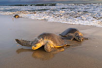 Three female Olive ridley turtles (Lepidochelys olivacea) coming ashore to nest.  Playa Escobilla Sanctuary, Oaxaca, Mexico. Pacific Ocean.