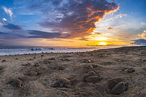 Massive arribada of Olive ridley turtle (Lepidochelys olivacea), with over 300,000 females coming ashore to nest on 3 km of 15 km beach over period of three days and nights.  Playa Escobilla Sanctuar...