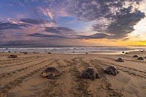 Female Olive ridley turtles (Lepidochelys olivacea) coming ashore to nest while others leaves, at sunrise, during massive arribada.  Playa Escobilla Sanctuary, Oaxaca, Mexico. Pacific Ocean.