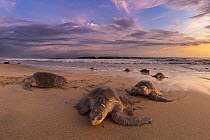 Female Olive ridley turtles (Lepidochelys olivacea) coming ashore to nest while others leaves, at sunrise, during massive arribada.  Playa Escobilla Sanctuary, Oaxaca, Mexico. Pacific Ocean.