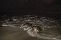 Female Olive ridley turtles (Lepidochelys olivacea) coming ashore to nest at night during massive arribada.  Playa Escobilla Sanctuary, Oaxaca, Mexico. Pacific Ocean.