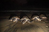 Three female Olive ridley turtles (Lepidochelys olivacea) coming ashore to nest at night while one leaves during massive arribada.  Playa Escobilla Sanctuary, Oaxaca, Mexico. Pacific Ocean.
