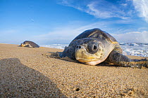Two female Olive ridley turtles (Lepidochelys olivacea) coming ashore to nest.  Playa Escobilla Sanctuary, Oaxaca, Mexico. Pacific Ocean.